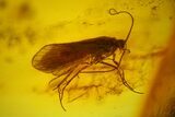 Detailed Fossil Fly, Caddisfly and Crane Fly in Baltic Amber #200051-2